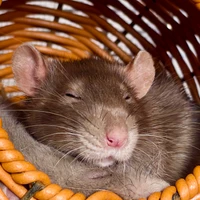RogersPyke's profile picture